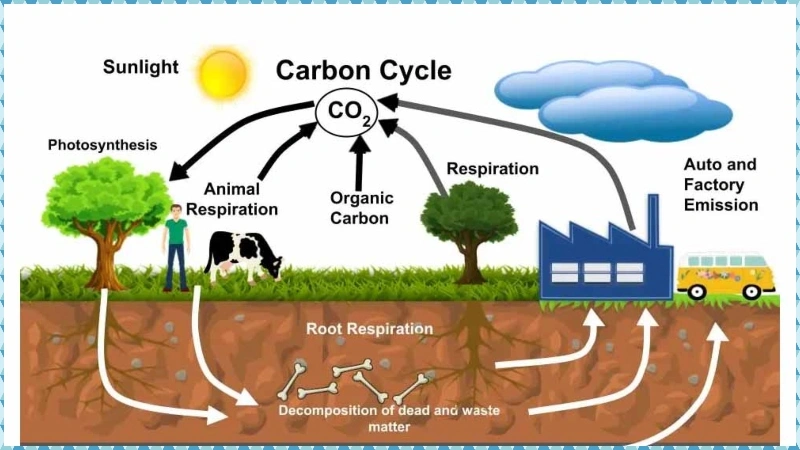 Carbon Cycle Gizmo Answer Key