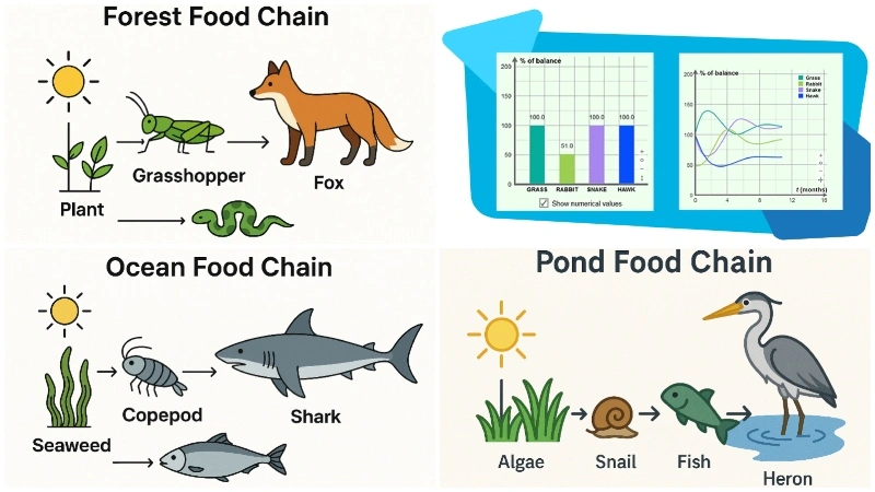 Food Chain Gizmo Answer Key